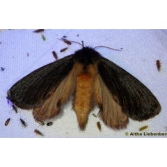 /filer/webapps/moths/media/images/U/unicolor_Marmaroplegma_A_Liebenberg.jpg