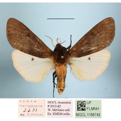 /filer/webapps/moths/media/images/C/clara_Teracotona_A_MGCLa_01.JPG