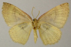 Asthenotricha serraticornis