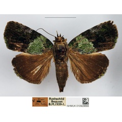 /filer/webapps/moths/media/images/C/chloromelana_Blenina_AF_NHMUK.jpg
