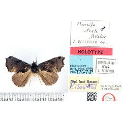 /filer/webapps/moths/media/images/T/trista_Marcipa_HT_BMNH.jpg