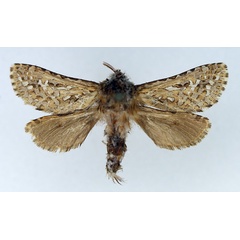 /filer/webapps/moths/media/images/X/xenoctenis_Metahepialus_AM_TMSA.jpg