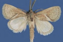 Lukeniana butleri