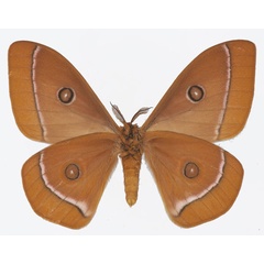 /filer/webapps/moths/media/images/G/gabonica_Bunaeopsis_AM_Basquin_01b.jpg