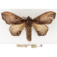 /filer/webapps/moths/media/images/M/milleri_Odontogama_HT_NHMUK.jpg
