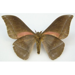 /filer/webapps/moths/media/images/R/rubricostalis_Gonimbrasia_HT_NHMUKb.jpg