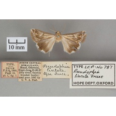 /filer/webapps/moths/media/images/L/lineata_Pseudophia_HT_OUMNH_01.jpg