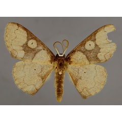 /filer/webapps/moths/media/images/S/spectrum_Epicosymbia_A_ZSM_01.jpg