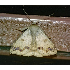/filer/webapps/moths/media/images/I/inangulata_Ericeia_A_Roland_01.jpg