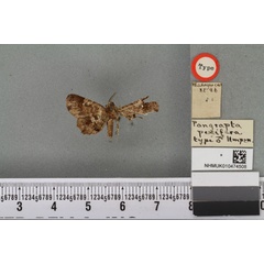 /filer/webapps/moths/media/images/P/pexifera_Pangrapta_HT_BMNHa.jpg