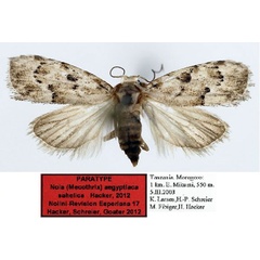 /filer/webapps/moths/media/images/S/sahelica_Nola_PTF_Aulombard_01.jpg