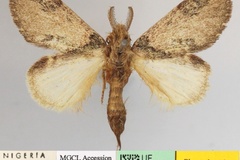 Desmeocraera congoana