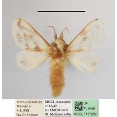 /filer/webapps/moths/media/images/S/syngrapha_Parapluda_A_MGCLa_02.JPG