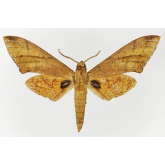 /filer/webapps/moths/media/images/P/phyllis_Platysphinx_AM_Basquin_02.jpg