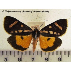 /filer/webapps/moths/media/images/M/menete_Mitrophrys_A_OUMNH.JPG