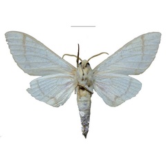 /filer/webapps/moths/media/images/R/raymurphyi_Neoclanis_HT_EMEMb.jpg