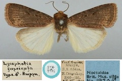 Amazonides fuscirufa