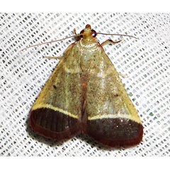 /filer/webapps/moths/media/images/O/obovalis_Lantzodes_A_Braun_1.jpg