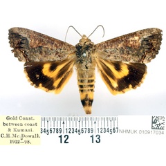/filer/webapps/moths/media/images/D/deflorata_Hypocala_AM_BMNH.jpg