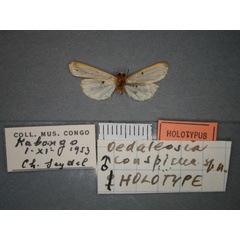 /filer/webapps/moths/media/images/C/conspicua_Caripodia_HT_RMCA_02.jpg