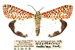 Utetheisa pulchella kallima