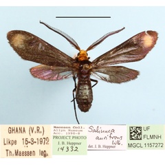 /filer/webapps/moths/media/images/A/aurifrons_Saliunca_A_MGCLa_01.JPG