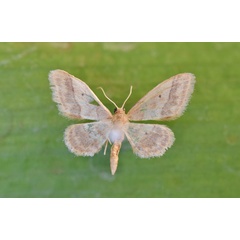 /filer/webapps/moths/media/images/B/basicostalis_Idaea_A_Butler.jpg