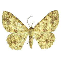 /filer/webapps/moths/media/images/C/cedrici_Racotis_HT_ZSM.jpg