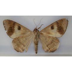 /filer/webapps/moths/media/images/N/nigra_Achaea_PT_RMCA_02.jpg