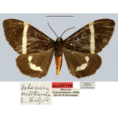 /filer/webapps/moths/media/images/R/rectilineata_Eohemera_AT_MNHN.jpg