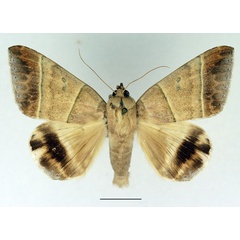 /filer/webapps/moths/media/images/O/orthogramma_Achaea_AF_Basquin.jpg