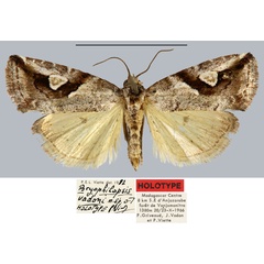 /filer/webapps/moths/media/images/V/vadoni_Bryophilopsis_HT_MNHN.jpg