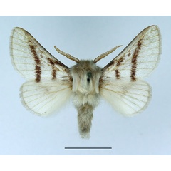 /filer/webapps/moths/media/images/D/dukei_Bombycomorpha_AM_Basquin.jpg