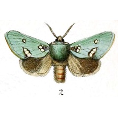 /filer/webapps/moths/media/images/A/albipuncta_Pantoctenia_HT_Druce_55-2.jpg
