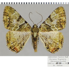 /filer/webapps/moths/media/images/P/prasinaria_Xylopteryx_AM_ZSMa.jpg