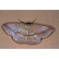 /filer/webapps/moths/media/images/C/conscitaria_Conolophia_A_Roland_01_e9jQTip.jpg