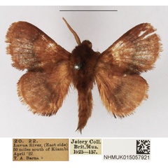 /filer/webapps/moths/media/images/D/divisa_Pseudolyra_AM_NHMUK_02.jpg