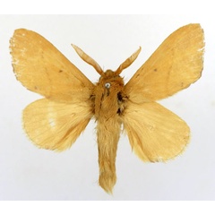 /filer/webapps/moths/media/images/S/seyrigi_Ochrochroma_AM_Basquin.jpg