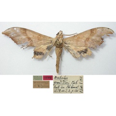 /filer/webapps/moths/media/images/G/grandidieri_Ambulyx_LT_MNHN.jpg