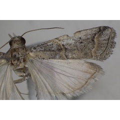 /filer/webapps/moths/media/images/A/arida_Pempelia_AF_Monks_03.jpg