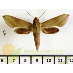 /filer/webapps/moths/media/images/S/saclavorum_Hippotion_AF_SMCR.jpg