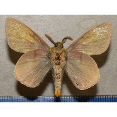 /filer/webapps/moths/media/images/H/heres_Lechriolepis_A_Goffb_01.jpg