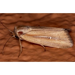 /filer/webapps/moths/media/images/H/hamata_Mythimna_A_Roland_01.jpg
