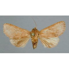 /filer/webapps/moths/media/images/L/lunula_Scranciola_HT_RMCA.jpg