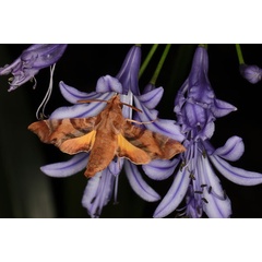 /filer/webapps/moths/media/images/P/pylas_Temnora_A_Heyns_04.jpg