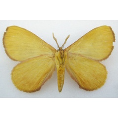 /filer/webapps/moths/media/images/M/meridionalis_Epijana_PTM_NHMUKb.jpg