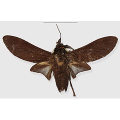 /filer/webapps/moths/media/images/E/eala_Casphalia_HT_RMCAa.jpg