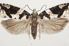 Megaherpystis bengtssoni