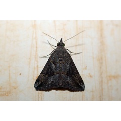 /filer/webapps/moths/media/images/O/obsitalis_Hypena_A_Voaden_01.jpg