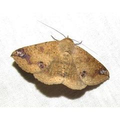 /filer/webapps/moths/media/images/C/congregata_Ericeia_A_Sinnema_nav84Ow.jpg